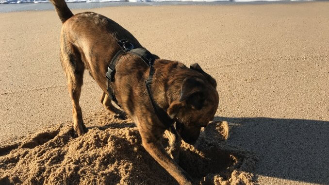 Schwarz-brauner Mischlingshund buddelt im Sand