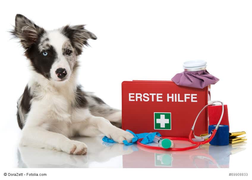 Border Collie mit erste Hilfe Kasten