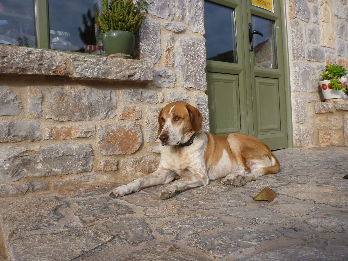 Braun-weißer Mischlingshund liegt unangeleint vor einem Haus