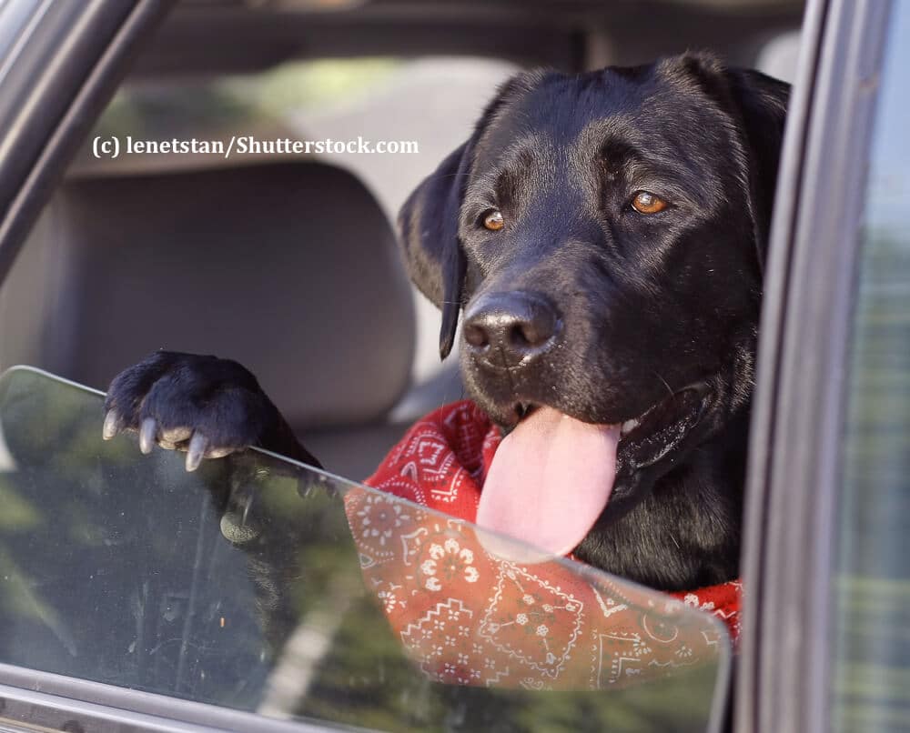Ein Hund sitzt hechelnd an einem offenen Autofenster