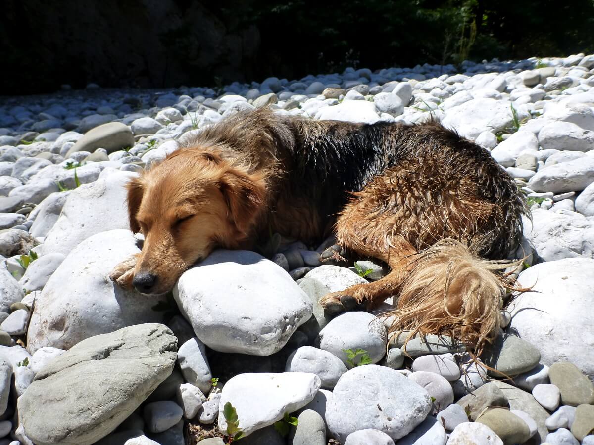 Mischlingshund liegt auf Steinen in praller Sonne