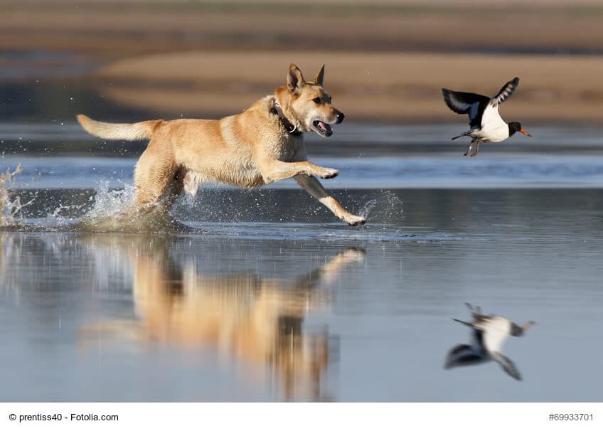 Ein Hund jagt einen Wasservogel