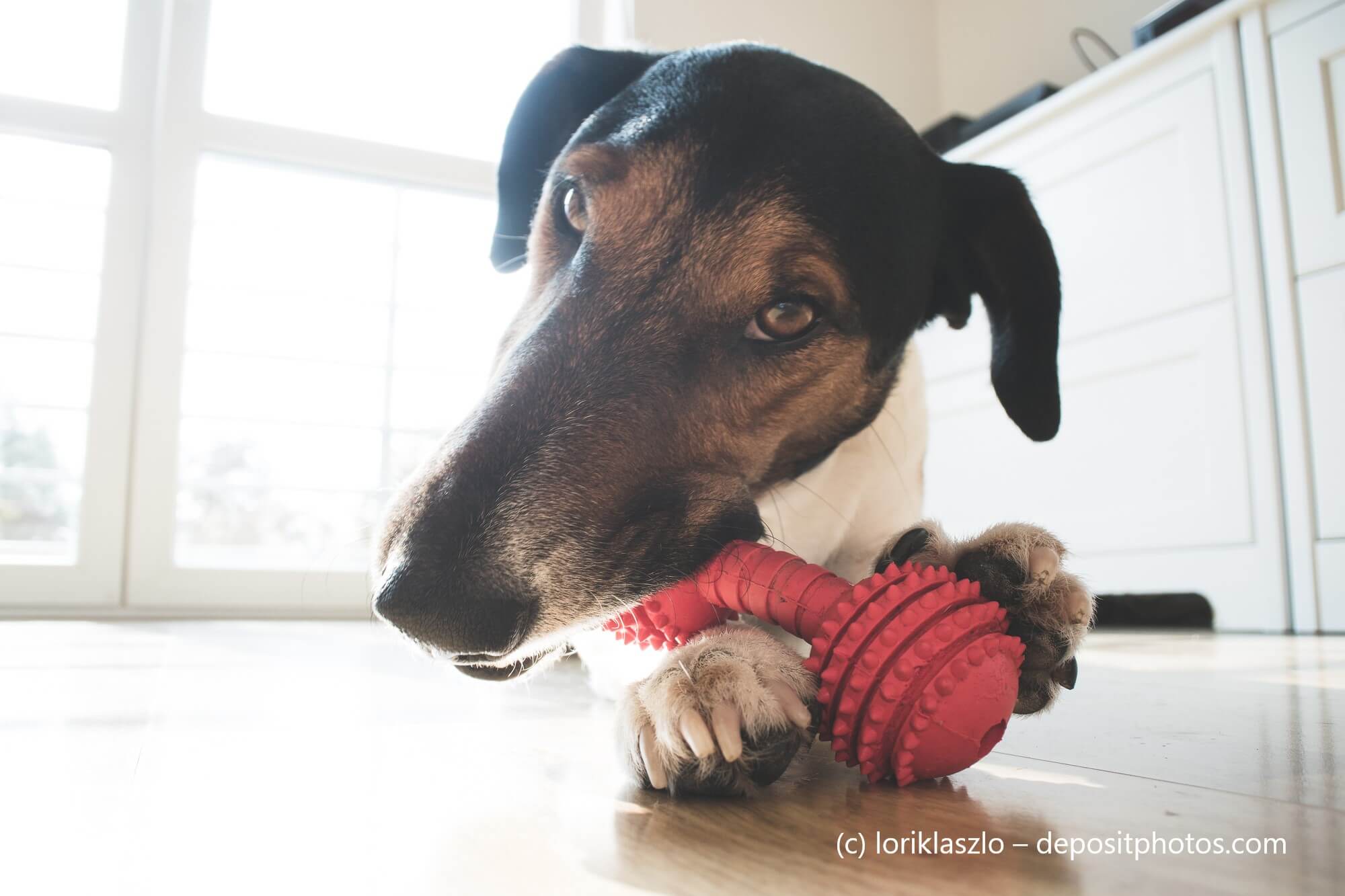 Hund kaut auf Spielzeug.
