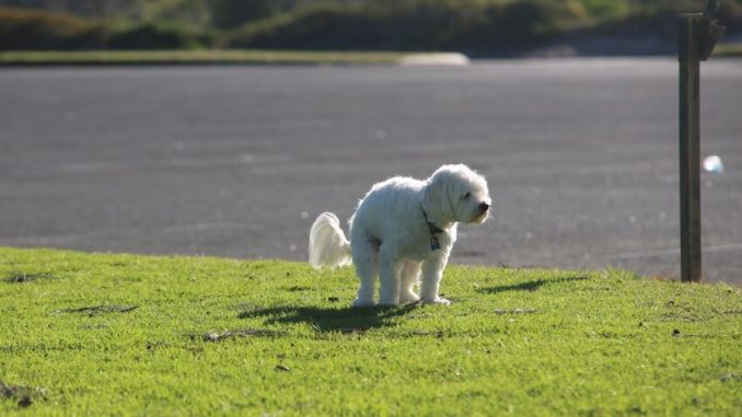 Weißer Hund macht einen Haufen auf eine Wiese