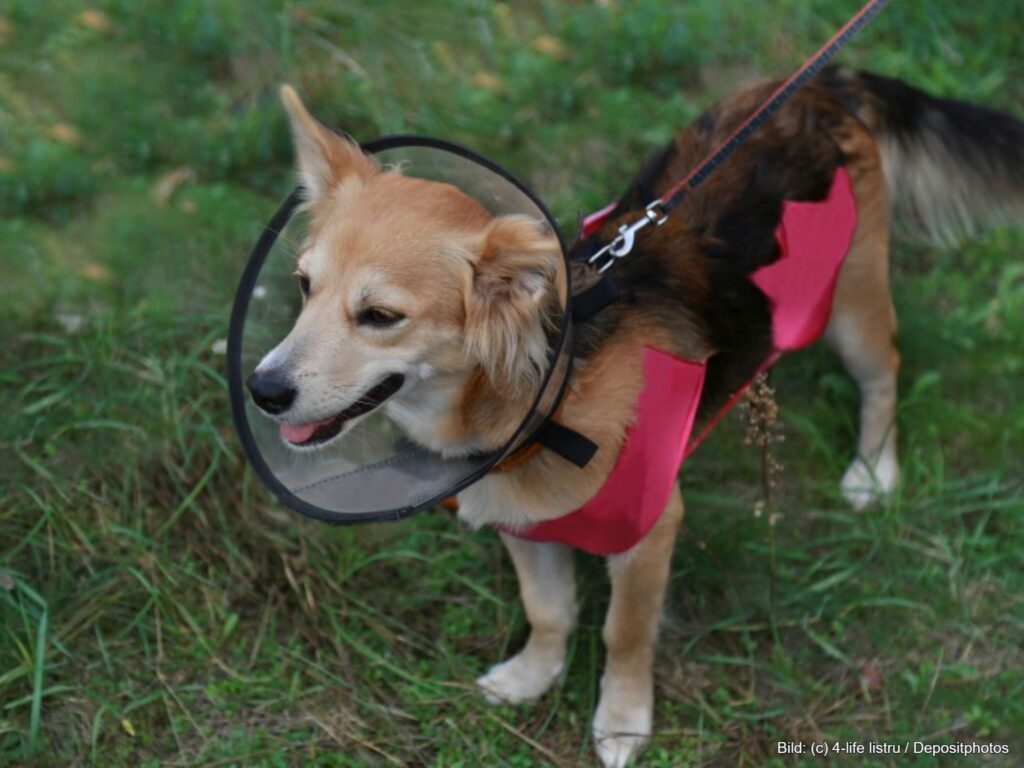 GOT Satz: Hund mit Halskrause nach Tierarztbesuch