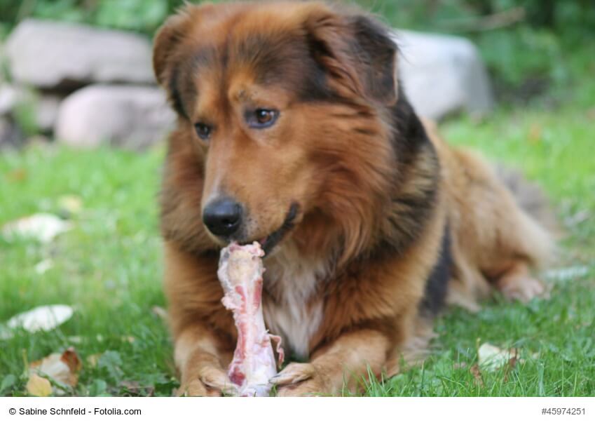 hund knabbert an einem knochen