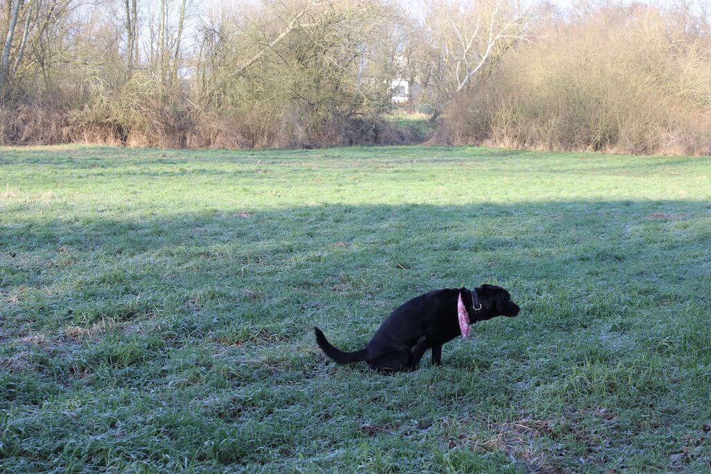 Ein Hund erledigt sein Geschäft auf einer Wiese