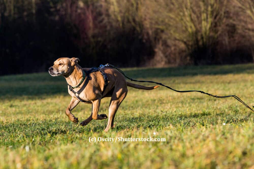 Ein Hund rennt mit seiner Schleppleine hinter sich über eine Wiese