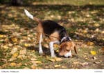 Ein Beagle an der Leine schnüffelt im Herbstlaub