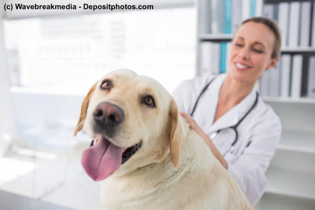 Ein Hund beim Tierarzt schaut fröhlich in die Kamera, im Hintergrund die Tierärztin