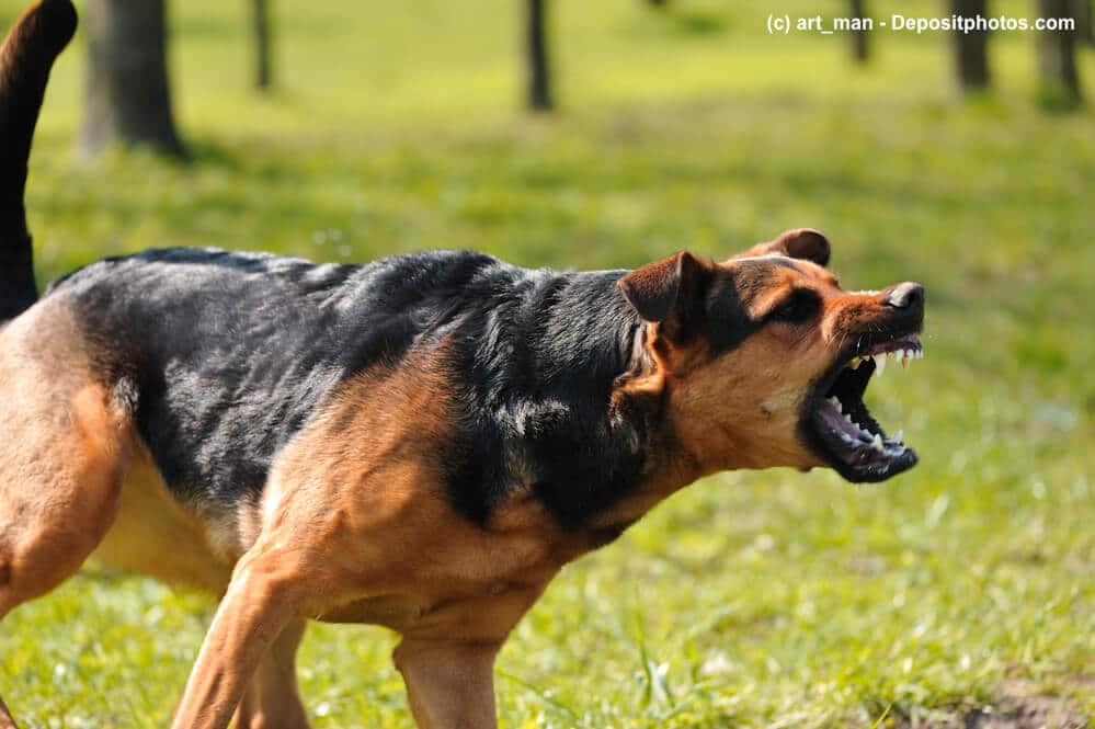 Wütender Hund auf einer Wiese mit gefletschten Zähnen
