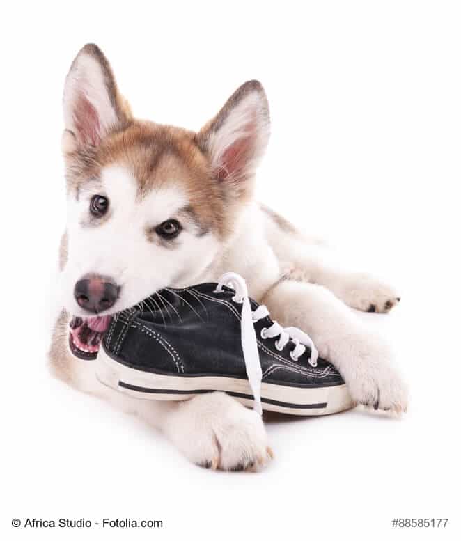 Ein süßer Malamute-Welpe kaut auf einem Turnschuh herum