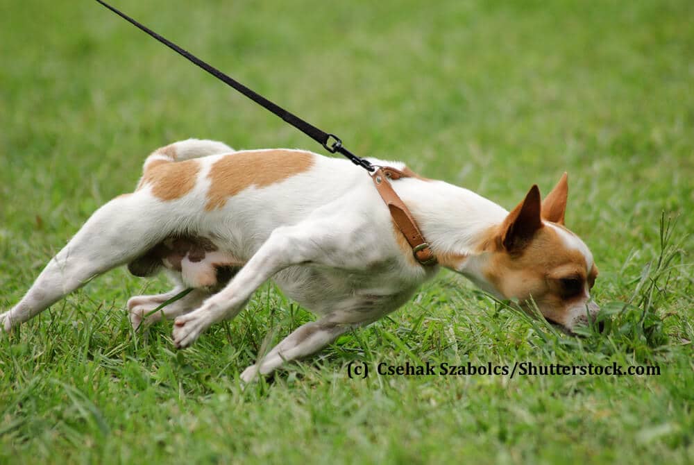 Ein kleiner Hund zieht wie verrückt an der Leine zu einem Grasbüschel hin