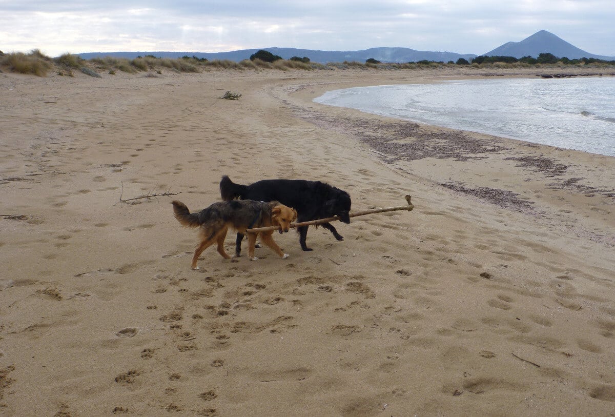 Zwei Mischlingshunde tragen zusammen einen Stock am Strand