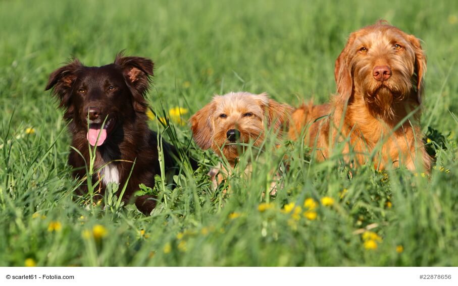 drei Hunde liegen in der Wiese