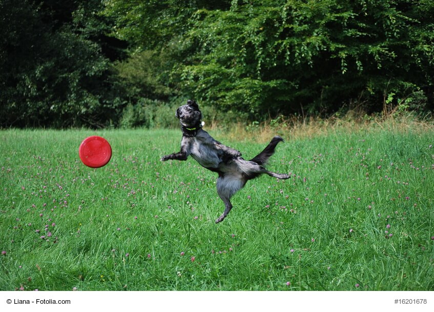 Hund beim Fangen einer Frisbee