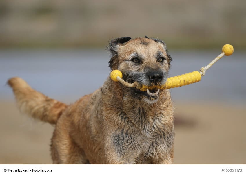 Beiger Mischling mit Spielzeug für Hunde am Strand