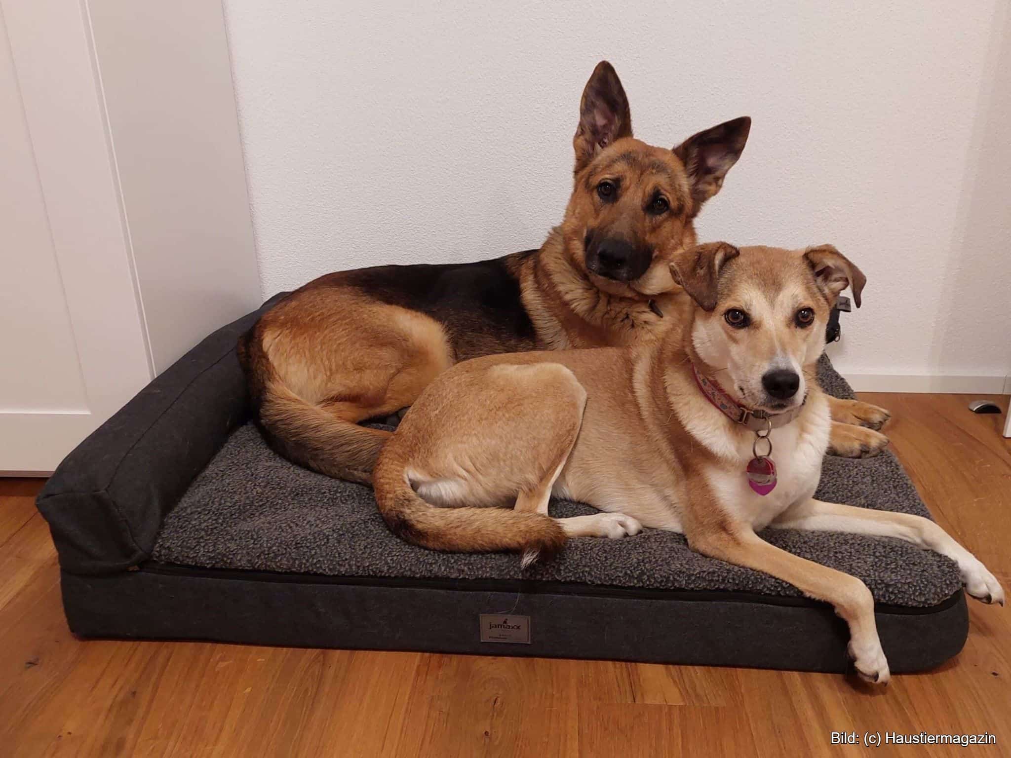 Robustes Hundebett unzerstörbar