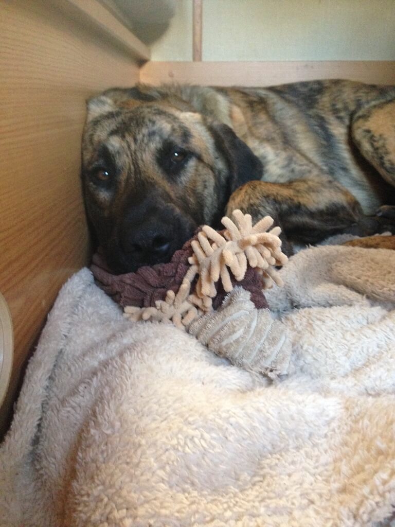 Ein Hund kuschelt sich in seine Decke unter einem Tisch