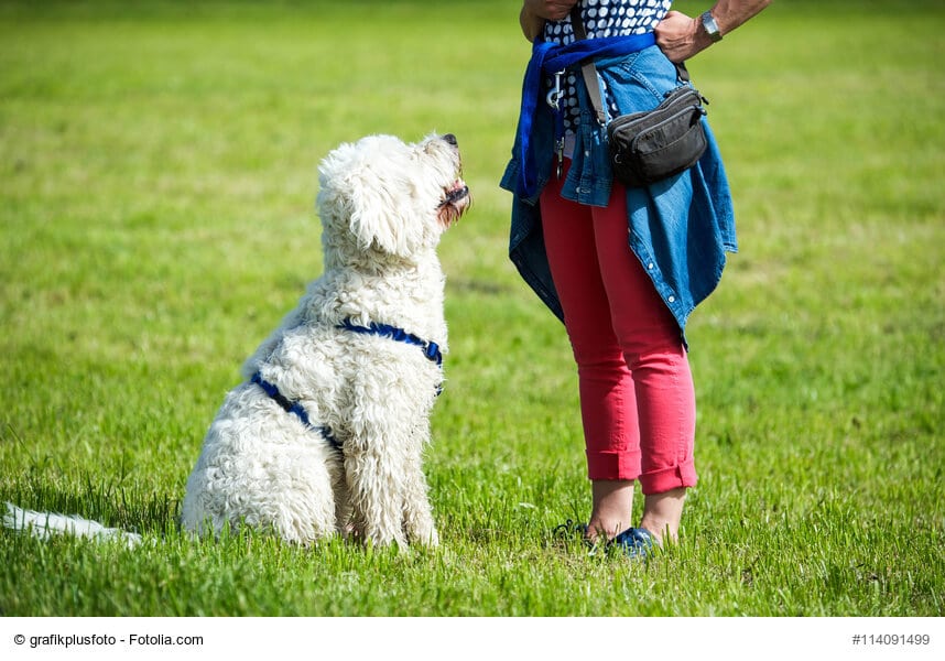 Ein weißer Hund sitzt aufmerksam vor einer Frau.