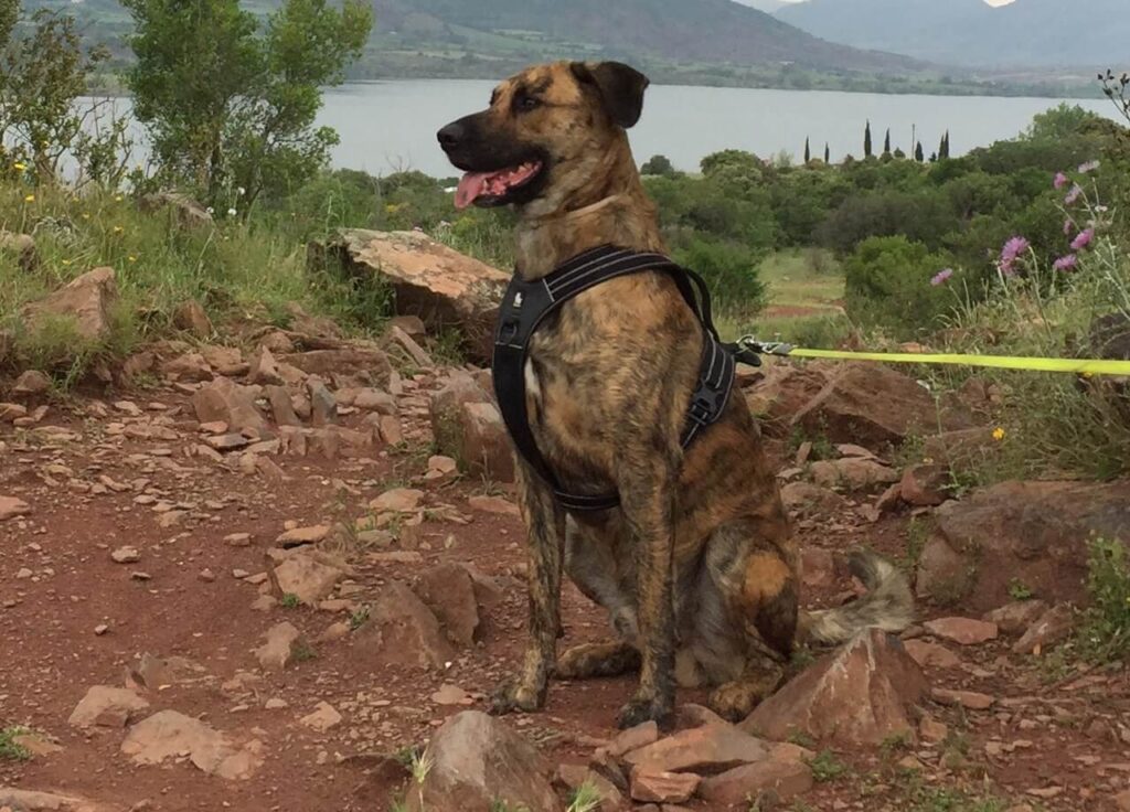 Ein Hund sitzt mit einem Truelove-Hundegeschirr vor einem See.