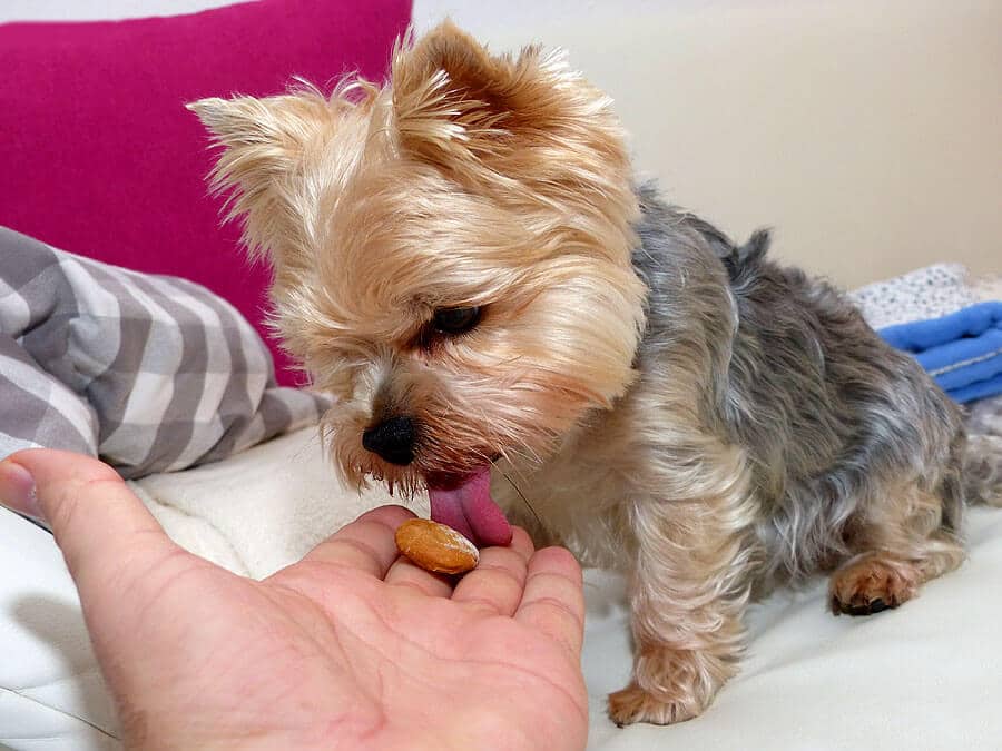 Ein Yorkshire-Terrier leckt an Hundekeksen in einer Hand