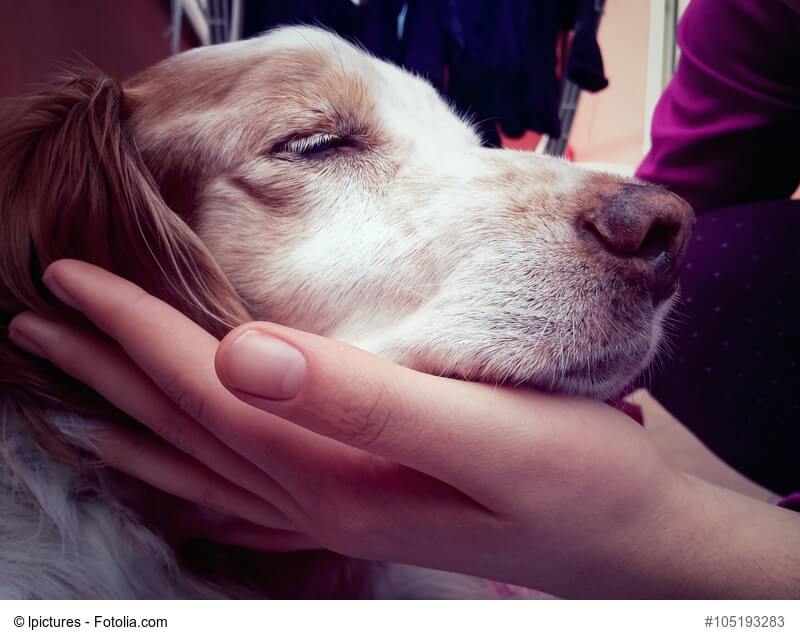 Ein Hund, der seinen Kopf auf eine ausgestreckte Hand gelegt hat