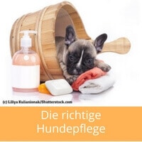 Ein kleiner Hund liegt in einem Badezuber