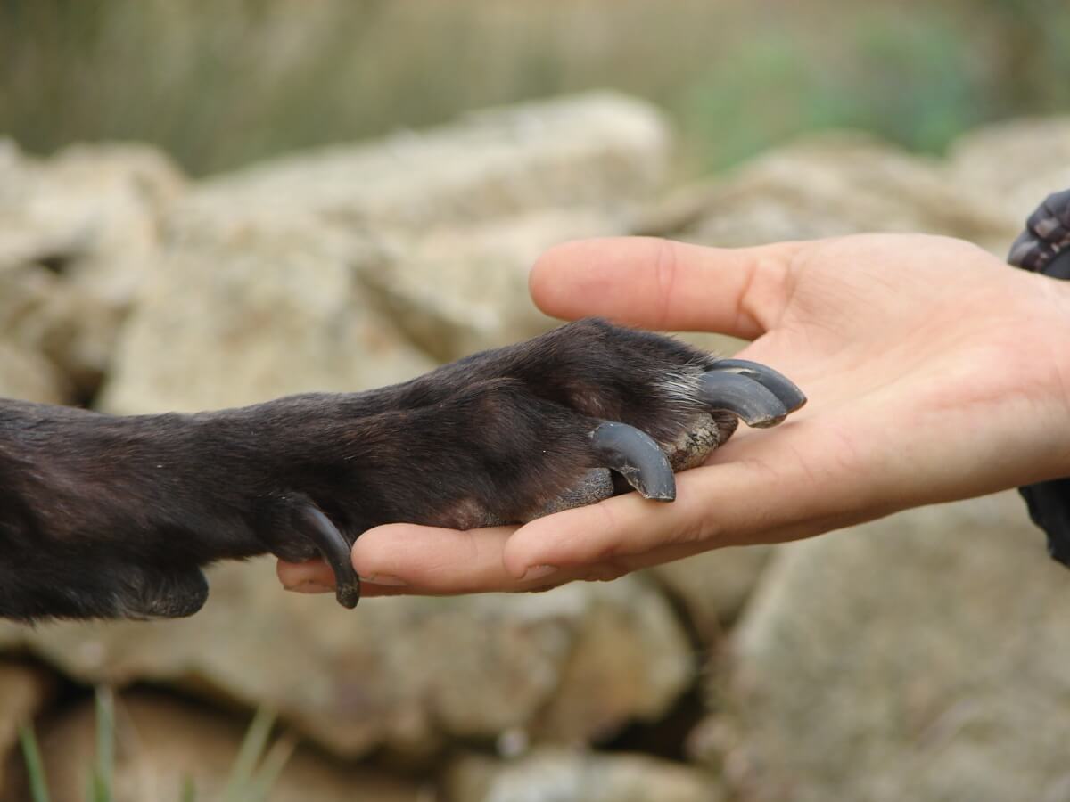 Eine Hundepfote liegt auf einer Hand