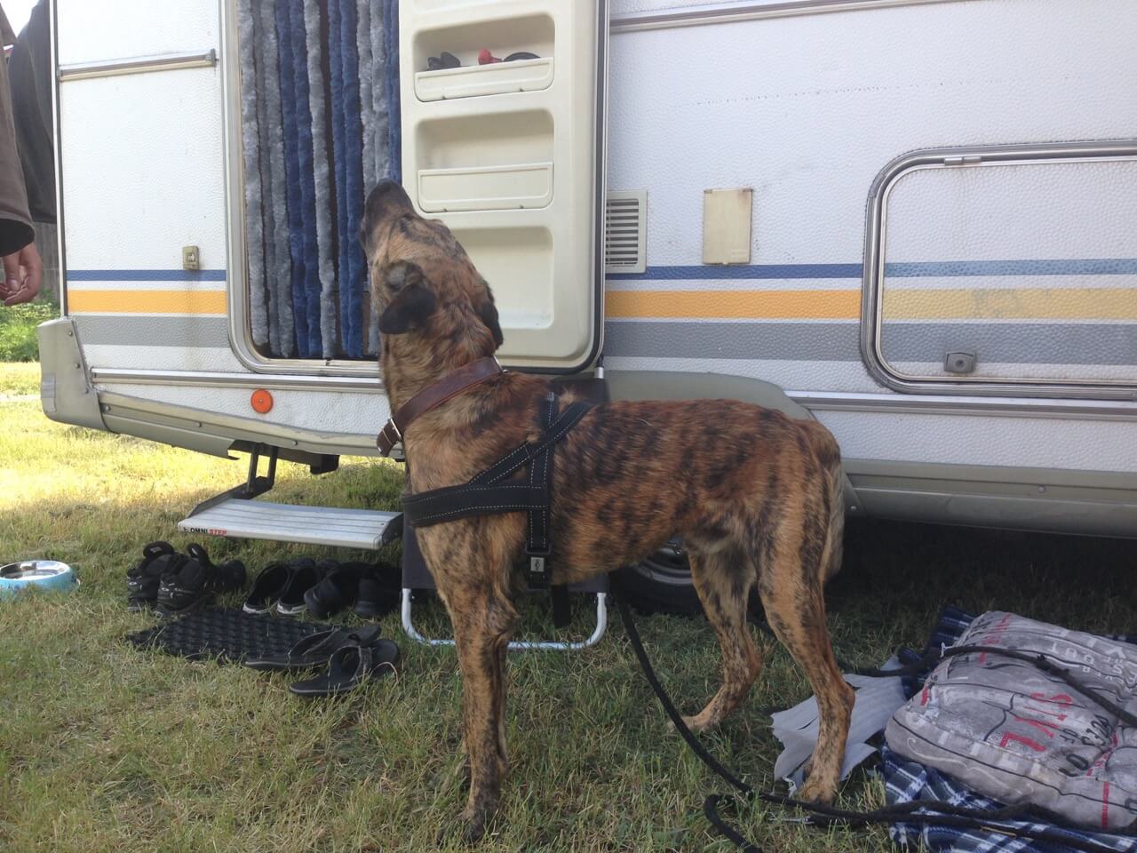 Hund steht vor Wohnmobiltür und heult