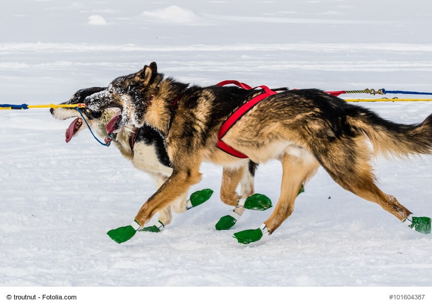 Ein Husky im Zuggeschirr