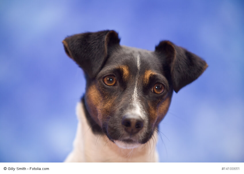 Jackys sind sehr kluge und intelligente Hunde.