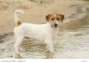 Jack Russell Terrier gibt es mit rauem und glattem Fell.