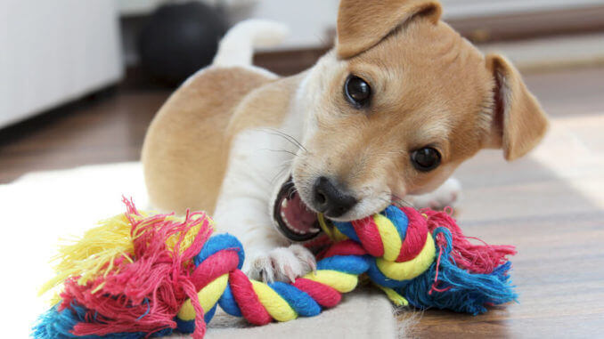 Jack Russell Terrier Welpe kaut an seinem Spielzeug