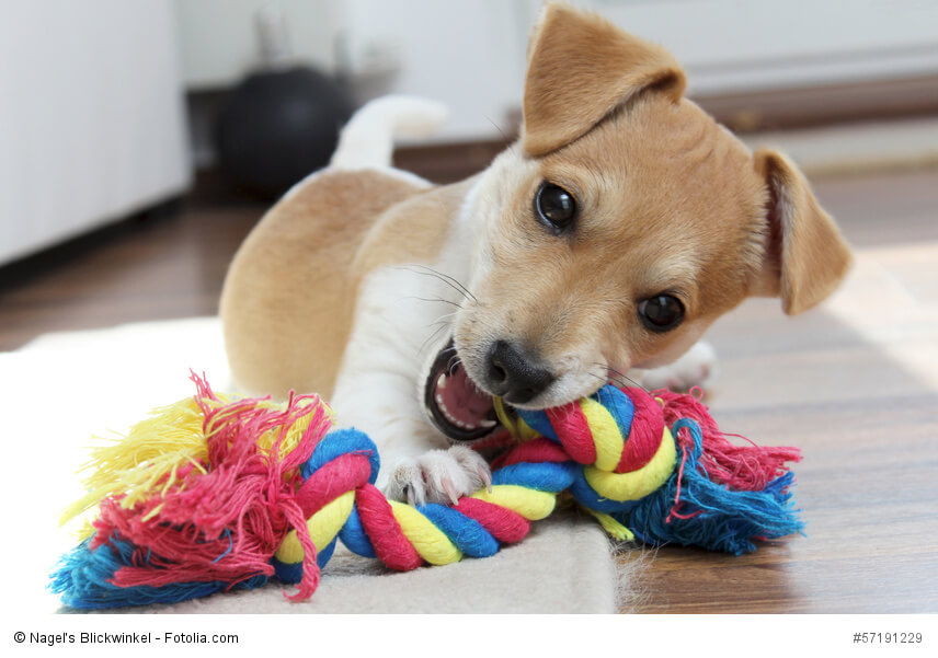 Jack Russell Terrier Welpe kaut an seinem Spielzeug