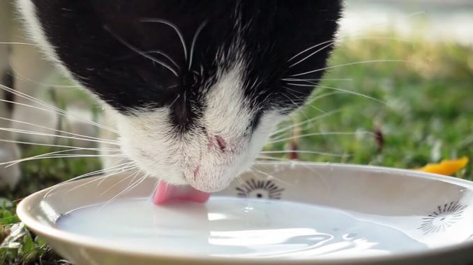 Eine Katze trinkt aus einem Napf.