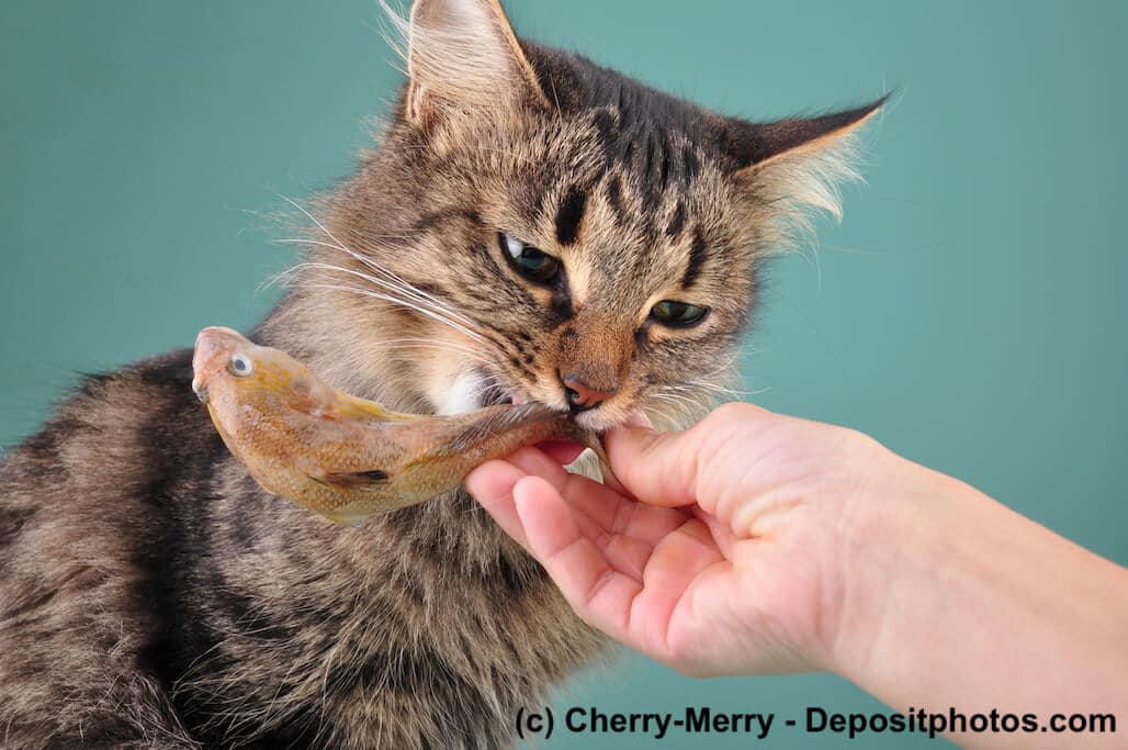 Eine Katze frisst einen Fisch aus der Hand vor grünem Hintergrund