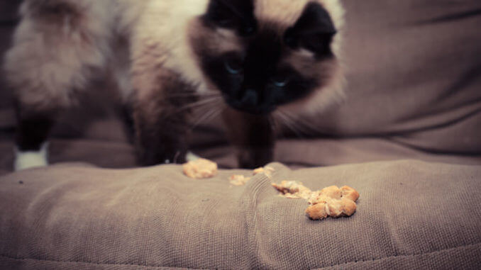 Katze erbricht auf Couch