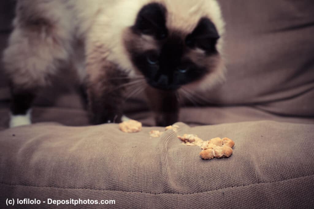 Katze erbricht auf Couch