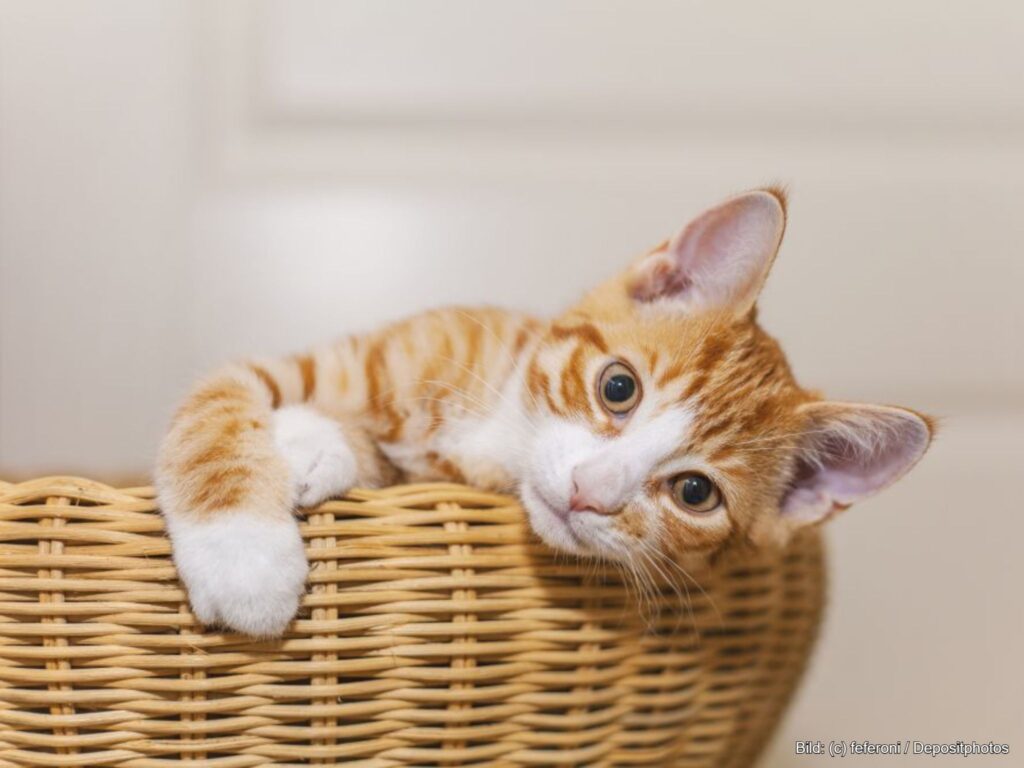 Katzenkorb aus Weide