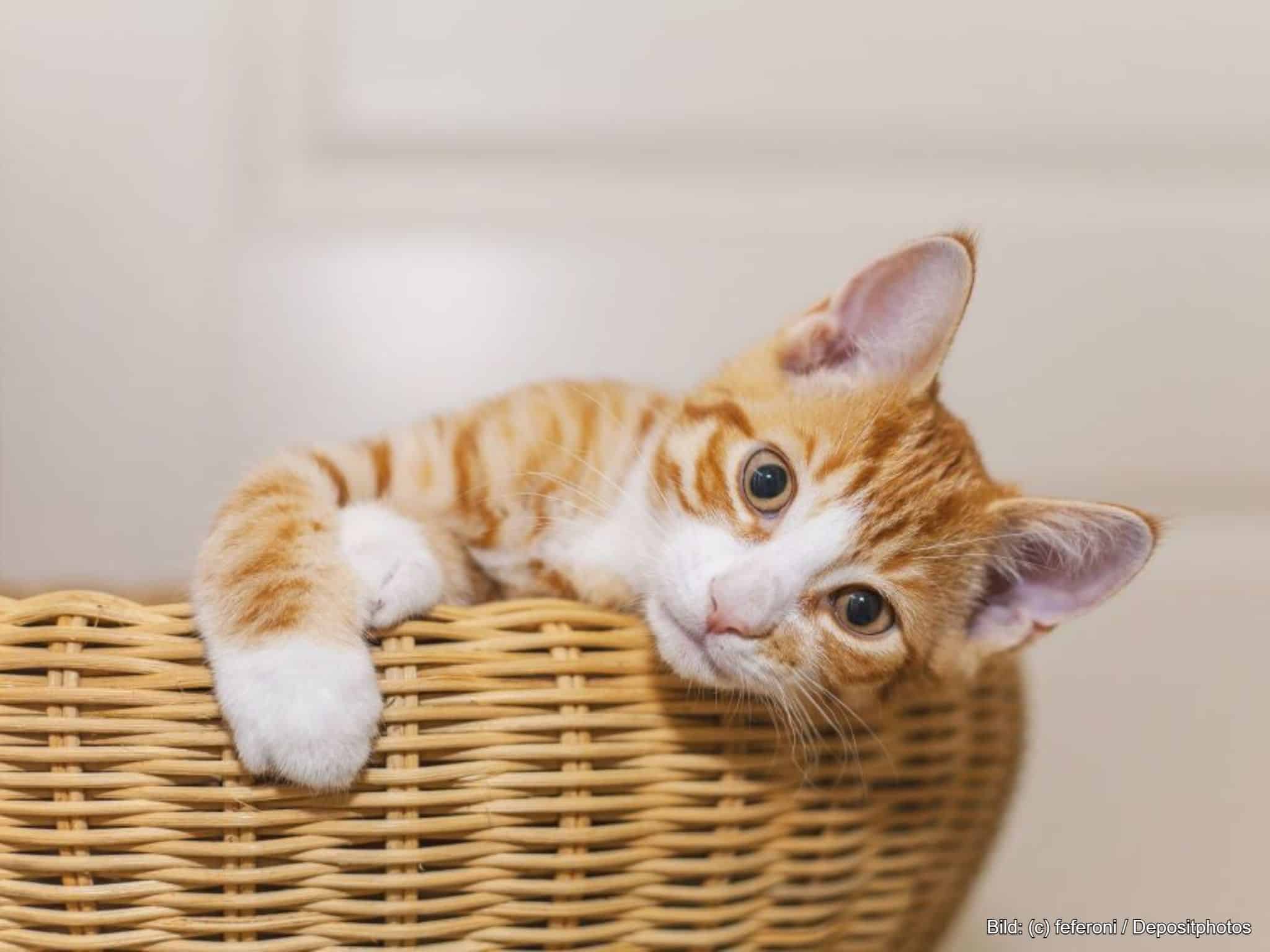 Runder Katzenkorb Weide