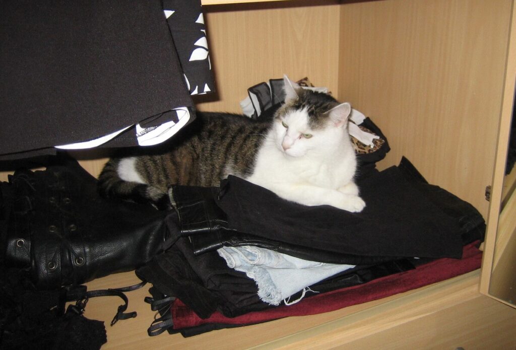 Eine Katze liegt auf der Wäsche im Kleiderschrank.