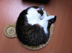 Ein Kater liegt zusammengerollt in einer Kratzbaummulde, die auf dem Boden liegt