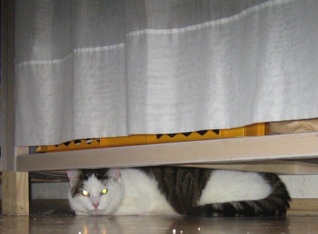 Eine Katze liegt entspannt unter einem Schrank