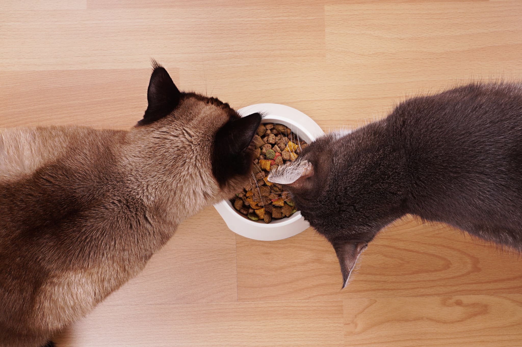 Katzen Trockenfutter im Test