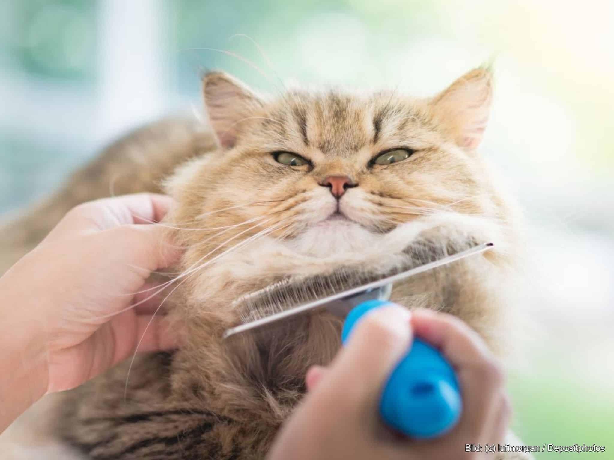 Katzenbürste Unterwolle entfernen