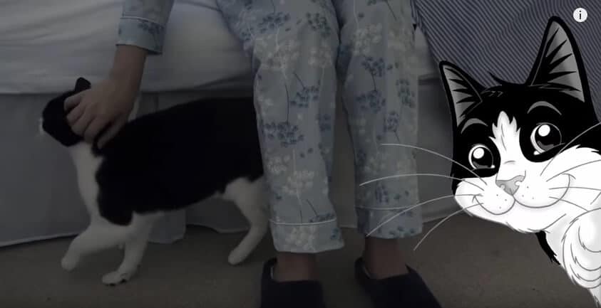 Nicht nur Katzen wie Felix sind sehr erfinderisch darin ihre Dosenöffner zu wecken!