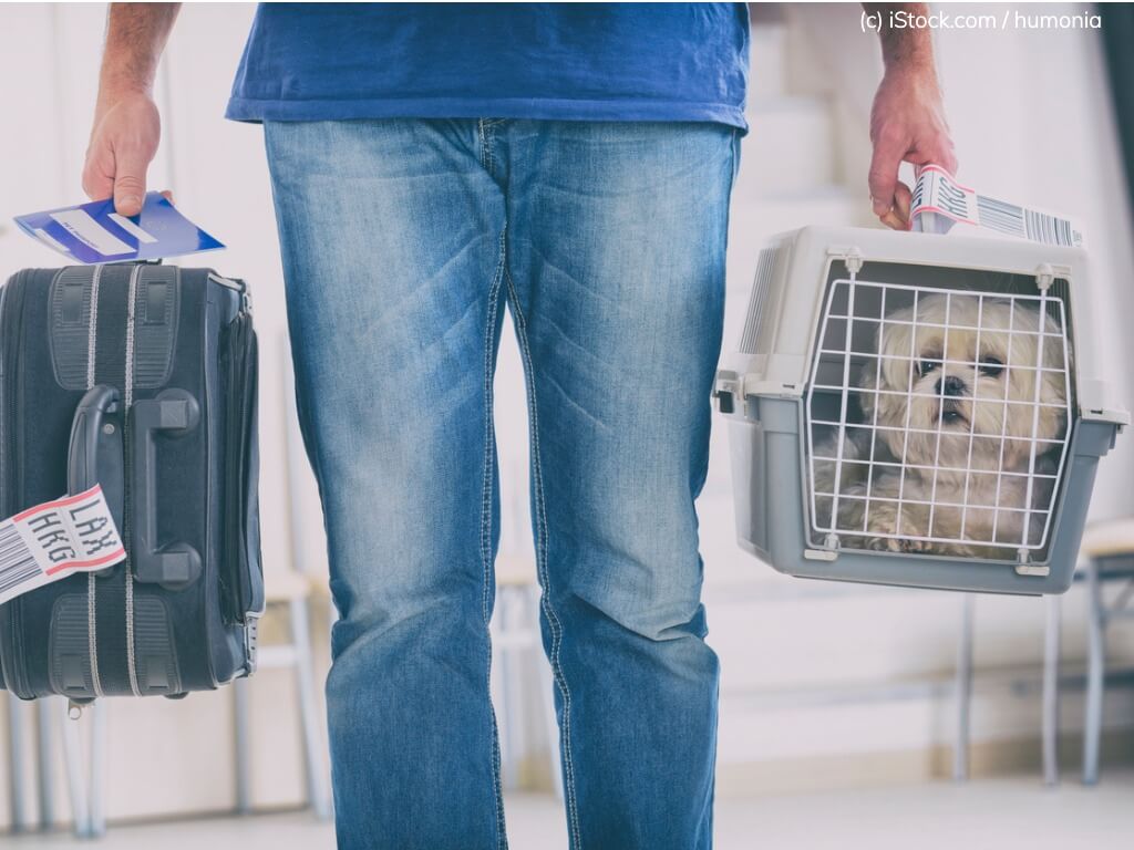 Mann trägt Hund in Transportbox am Flughafen