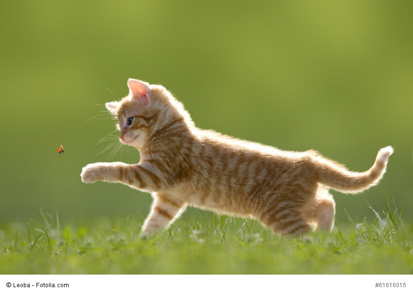Junge neugierige Katze mit Marienkäfer