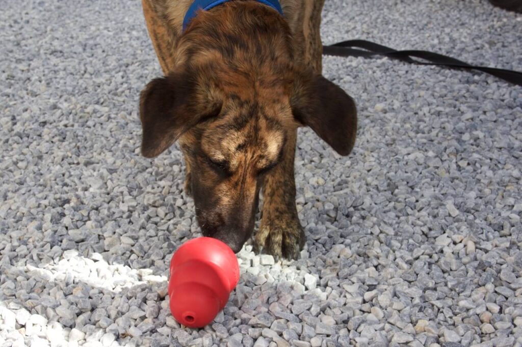 Der Kong Classic ist ein super abwechslungsreiches Spielzeug auch für einen jungen Hund